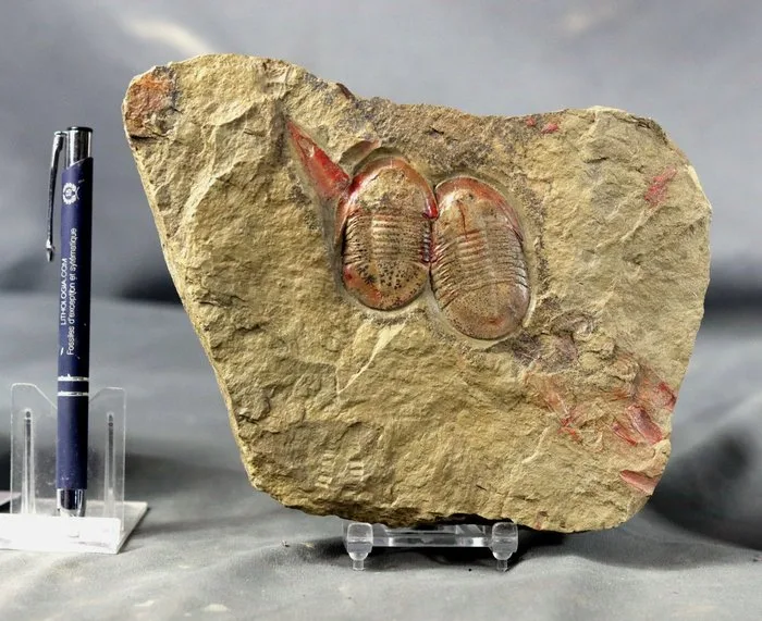 Finest quality trilobite fossil - Natural double - Fossilised animal - Asaphellus fezouatensis - 19 cm - 13 cm