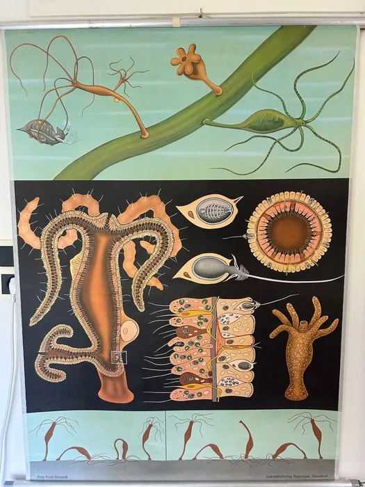 Jung-Koch-Quentell - Lehrmittelverlag Hagemann - Hydra - 1970s