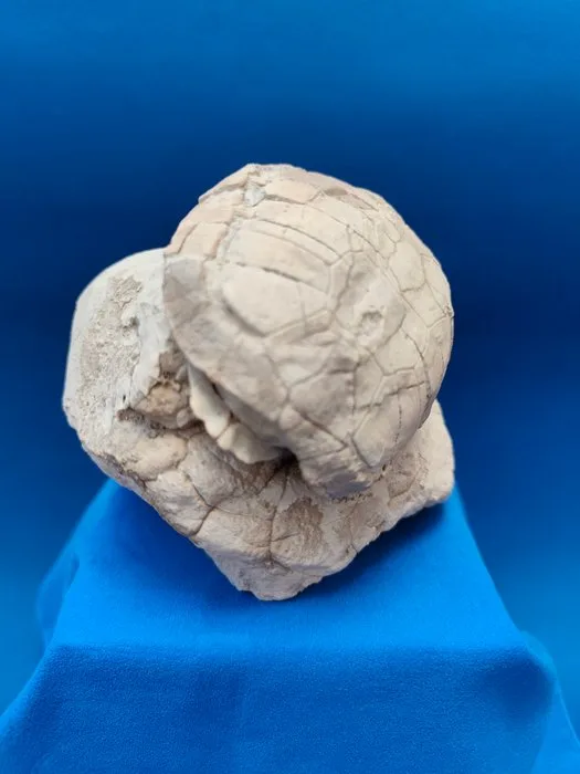 Turtle - Fossilised animal - Stylemys nebrascensis - 11 cm - 14 cm