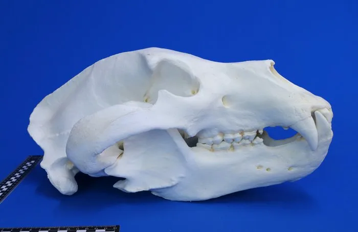 REPLIKA Grizzly skull Skull - Ursus arctos - 27 cm - 18.5 cm - 43 cm