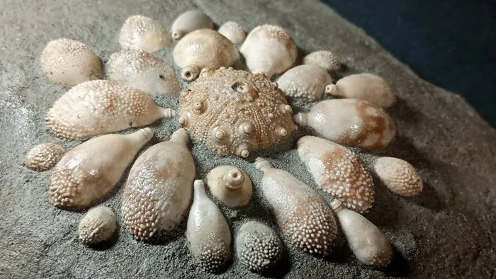 Fossil Hedgehog - Fossil plate matrix - Pseudocidaris Mammosa - 19.5 cm - 35 cm