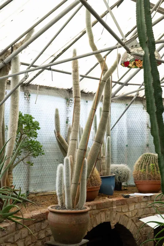 A Silver Torch cactus The tall Silver Torch cactus with eight stems, all in a terracotta pot The cactus and pot