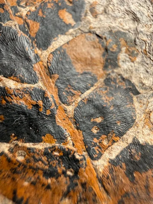 300-million-year-old fossil forest—stunning natural color - Fossil mortality plate - Neuropteris, Sigillaria