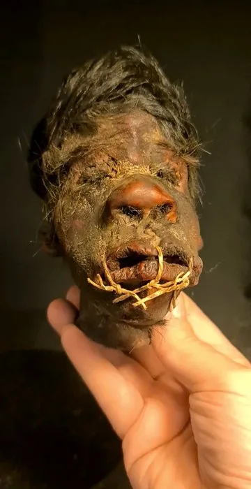 Shrunken head replica Taxidermy replica mount - Shrunken head Tsantsa replica - 14 cm - 10 cm - 10 cm - 1