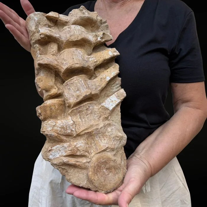 Fossil Mosasaur vertebra – Authentic natural specimen - Fossil matrix - Mosasaure - 40 cm - 21 cm