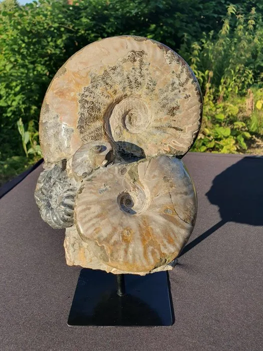 Fossilised animal - Red Opalized Ammonites and black Fossil Cluster on Custom Metal Stand, Multiple Species, on Matrix - 31 cm - 20 cm