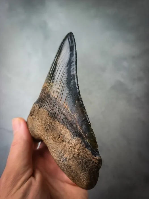 Megalodon - Fossil tooth - 13.4 cm - 11.8 cm