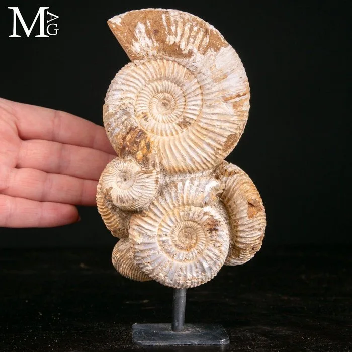 Exquisitely preserved Jurassic Perisphinctes ammonite fossils - Natural multi-specimen Perisphinctes ammonite cluster in original matrix - Height: 164 mm - Width: 895 mm- 630 g - (1)