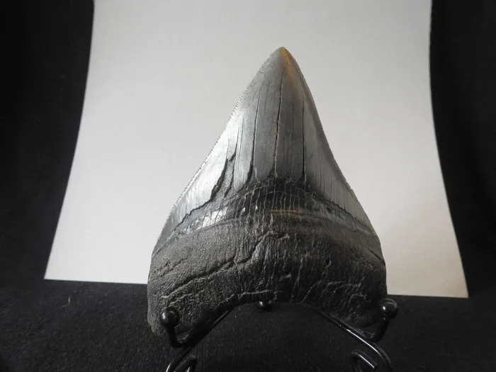 Megalodon - Fossil tooth - Carcharocles Megalodon - 110 cm - 80 cm
