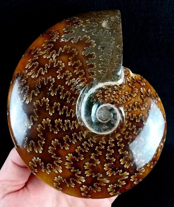 Ammonite - Fossilised animal - Aioloceras (Cleoniceras) besairiei (Collignon 1949) - 15.2 cm - 12.5 cm