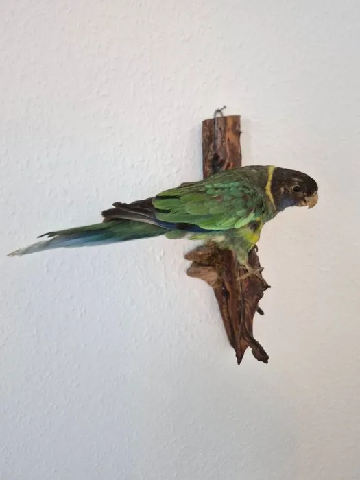 Ringvogel Taxidermy full body mount - Barnardius zonarius - non protected species in Germany - 10 cm - 0 cm - 32 cm