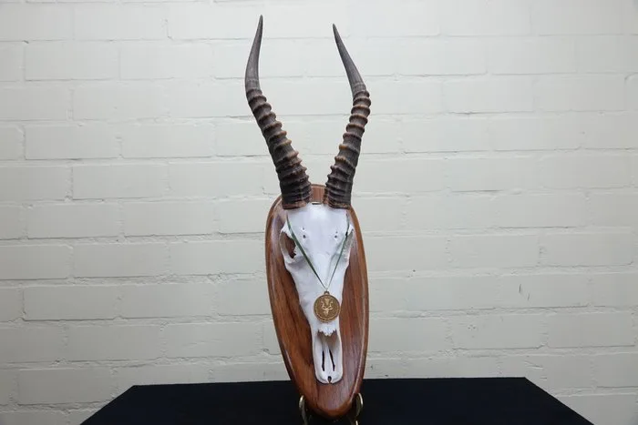 Blesbok Skull - Damaliscus pygargus phillipsi - 65 cm - 18 cm - 20 cm- non-CITES species