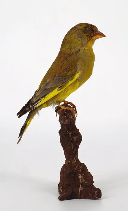 Verdone Taxidermy full body mount - Chloris chloris (with proof of origin) - 18 cm - 10 cm - 7 cm