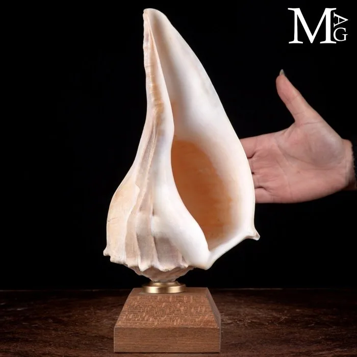 Large Sinistral Shell with an Elegant Spiral Form - A magnificent natural sculpture mounted on a wood and brass stand - Height: 304 mm - Width: 140 mm- 1059 g - (1)