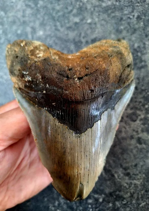 Megalodon - Fossil tooth - 13.5 cm - 10.8 cm