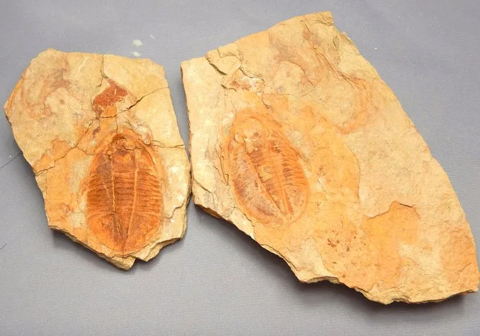 Trilobite - Fossilised animal - Asaphellus (Positive & negative) - 4.5 cm