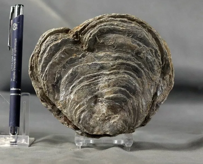 Giant oyster fossil - Fossilised animal - Gryphaea gigantea - 13.2 cm - 11.2 cm
