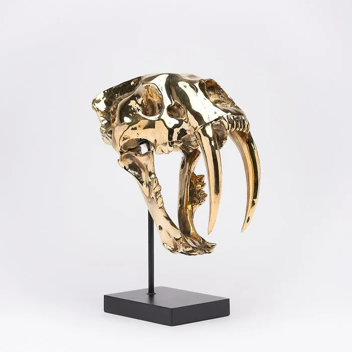 Sabre-toothed Tiger Skull - (Smilodon) - 38 cm - 18 cm - 32 cm