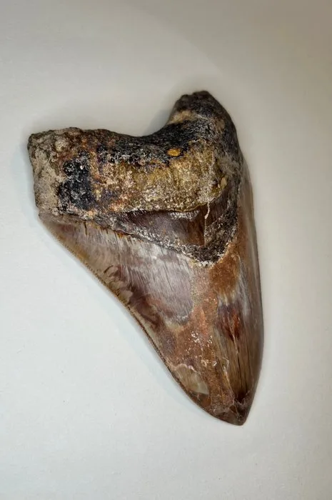 Megalodon - Fossil tooth - 142 mm - 96 mm