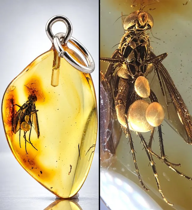 Exceptional Golden Baltic Amber Pendant – HORSE FLY with Detailed Wings & Legs – 925 Sterling Silver - Amber