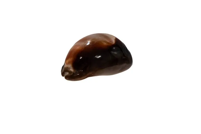 Cypraea ventriculus (belly cowrie) – Exquisite collectible from French Polynesia (GEM) Skeleton - Cypraea ventriculus - 0 mm - 0 mm - 57 mm- Non-CITES species - (1)