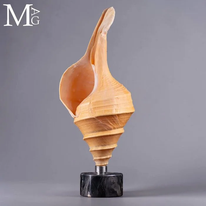 An exceptionally large Syrinx aruanus, Gastropod shell, meticulously mounted - Natural Elegance - Height: 518 mm - Width: 208 mm- 3093 g - (1)