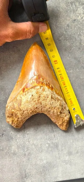 Megalodon - Fossil tooth - 13.5 cm - 8.5 cm