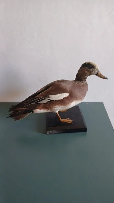 American Fischione Taxidermy full body mount - Mareca americana - 49 cm - 24 cm - 46 cm - 1