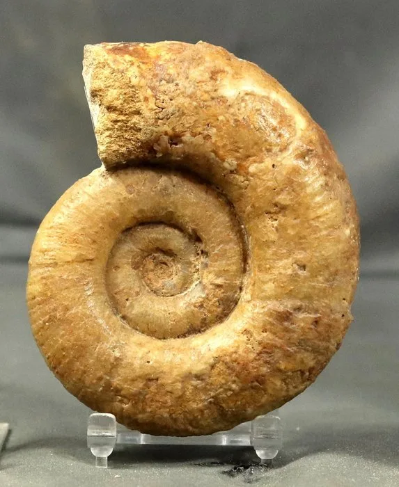 Fine Ammonite - Two sides cleaned - Fossilised animal - Lytoceras fimbriatum 11.2 cm !
