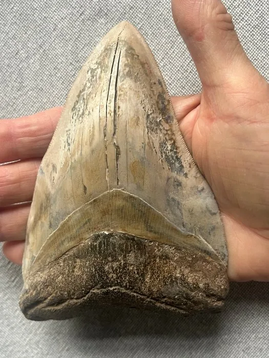 Huge Megalodon tooth 14,1 cm - Fossil tooth - Carcharocles megalodon