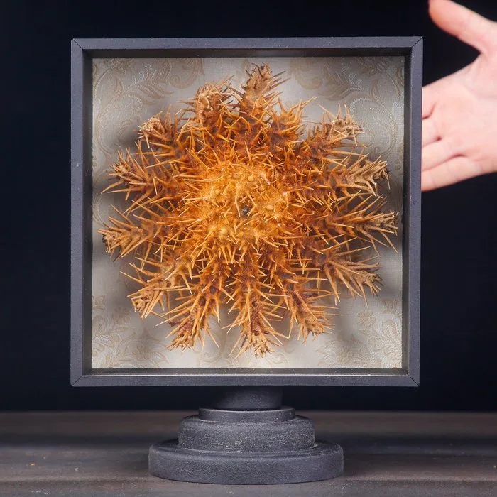 Vivid Orange Crown-of-Thorns Starfish Exhibiting Its Formidable Spiny Armor Museum-Style Display Featuring a Perfectly Preserved Multi-Armed Sea Star - Height: 260 mm - Width: 210 mm- 1027 g - (1)