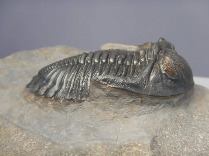 Trilobite - Fossil skeleton - Hollardops mesocristata - 6 cm