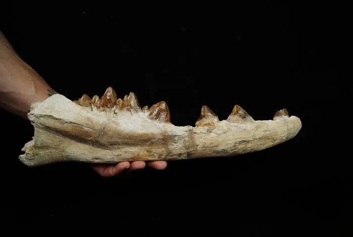 Early Whale - Basilosaurid - Fossilised jaw - Dorudon atrox - 40 cm