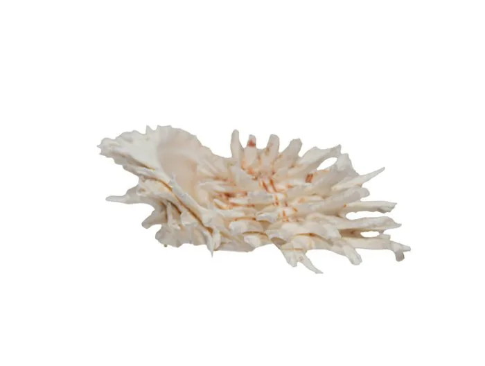 Rare white spiny oyster – Spondylus variegatus (76 mm) – Flawless specimen (GEM) Taxidermy wall mount - Spondylus variegatus - 7.6 cm - 0 mm - 0 mm - Non-CITES species - 1
