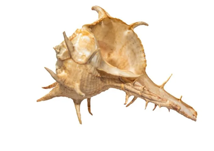 Massive African spiny snail: Architectural beauty meets armored marine life. - Height: 12 cm- 0 g - (1)