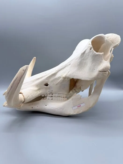 Warthog Skull - Phacochoerus africanus - 24 cm - 30 cm - 32 cm- Non-CITES species - (1)