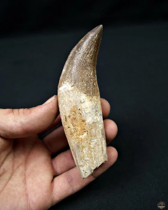 Basilosaurus (primitive whale) - Fossil molar - Colmillo de Basilosaurus - 11.4 cm