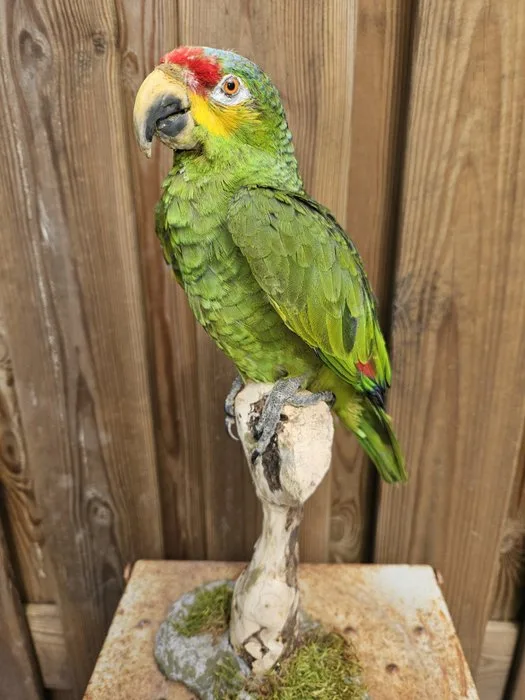 Red-lored Amazon parrot Taxidermy full body mount - Amazona autumnalis - Met overdracht verklaring - 39 cm - 18 cm - 15 cm - Kweekvogel met gesloten vaste voetring en overdracht verklaring - 1
