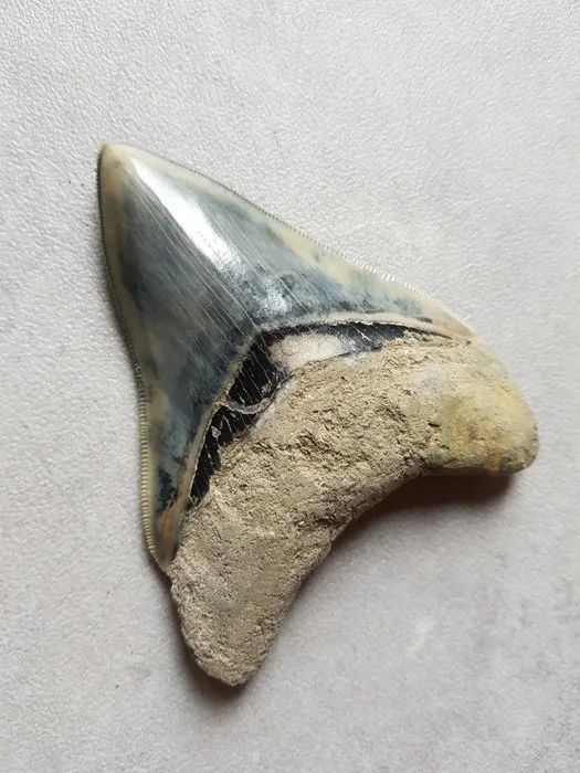 Megalodon - Fossil tooth - 11.1 cm - 8.5 cm