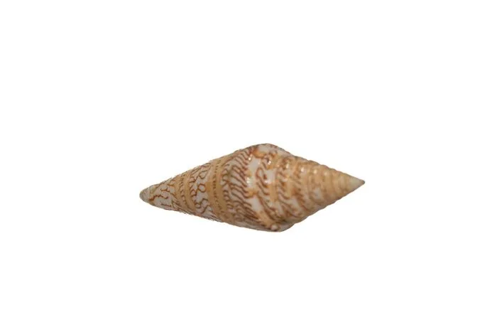 Conus excelsus (69mm) - Balut Island, Philippines - Exceptional GEM Deep Water Cone Taxidermy wall mount - Conus excelus - 6.9 cm - 0 mm - 0 mm - Non-CITES species - 1