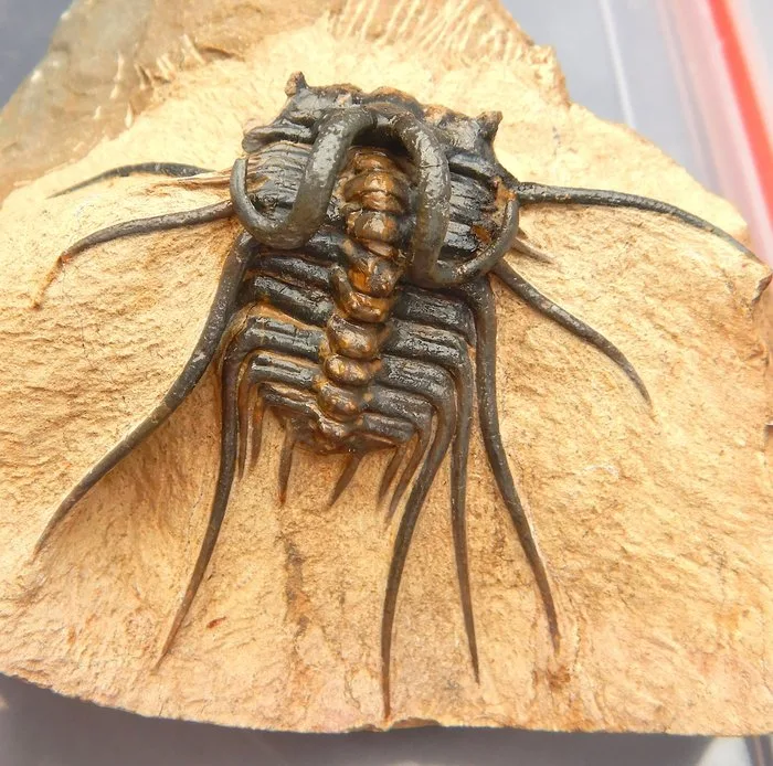 Trilobite - Fossilised animal - Dicranurus monstrosus & Leonaspis