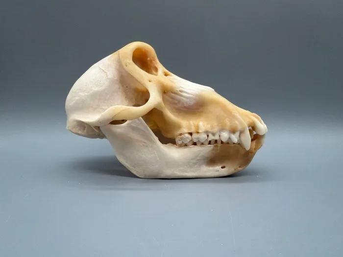 Monkey Skull - Papio Ursinus - 11 cm - 11 cm - 18 cm- CITES Appendix II - Annex B in the EU - (1)