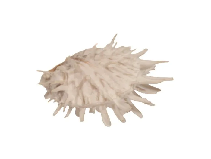 Rarity for collectors: White spiny oyster (Spondylus multimuricatus) – 110 mm, gem-quality Taxidermy wall mount - Spondylus multimuricatus - 11 cm - 0 mm - 0 mm - Non-CITES species - 1