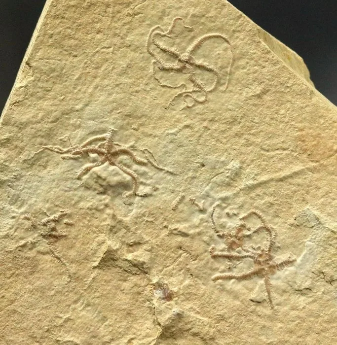 Outstanding fossil starfish - Natural multiple - Fossilised animal - Ophiopetra lithographica - 11.2 cm - 10.1 cm