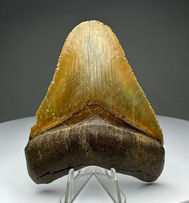 Megalodon - Fossil tooth - 7.5 cm - 6 cm