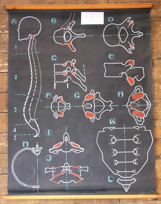 An Adam Rouilly & Co Ltd medical chart designed by P Sougy, 20th century, depicting the human spine and vertebrae,