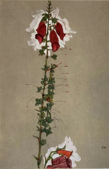 Egon Schiele (1890-1918), after - Roter Fingerhut