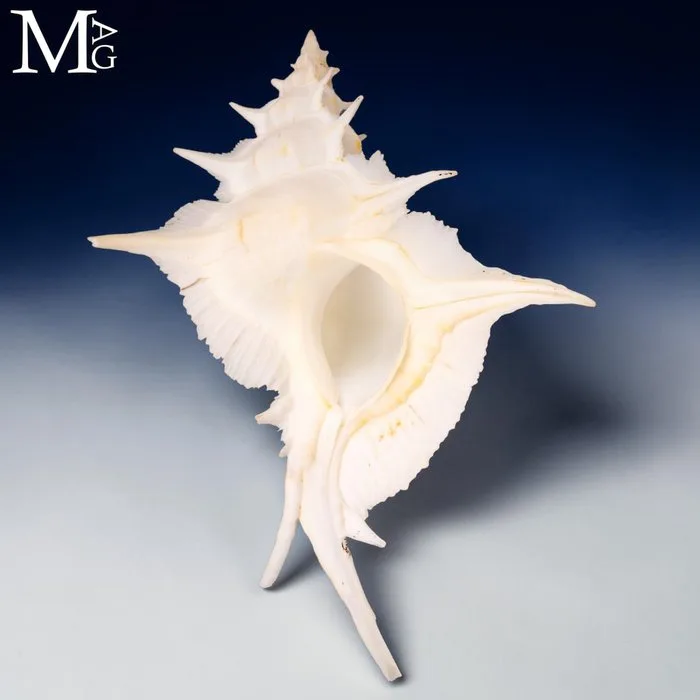 Spectacular Muricidae Rare 156 mm Alabaster Murex Collector Shell - Siratus alabaster - 156 mm - Height: 156 mm - Width: 117 mm- 58 g