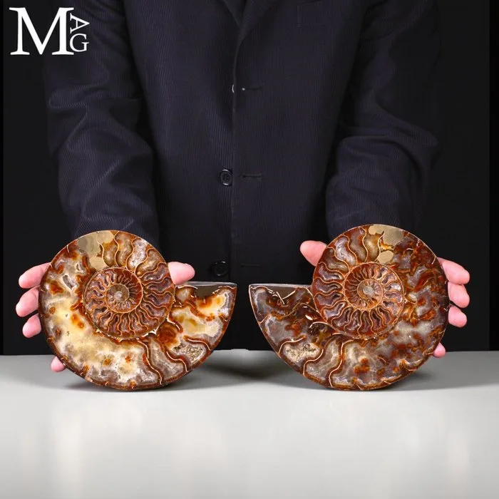 Fossilized Sectioned Ammonite (Cleoniceras) with Exquisite Aragonite and Calcite Mineralization - Perfect State of Preservation - Height: 210 mm - Width: 180 mm- 1761 g - (1)
