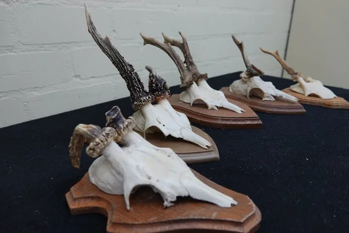 abnormal Roebuck Skull - Capreolus capreolus - 0 cm - 0 cm - 0 cm- non-CITES species